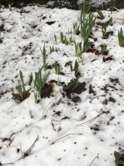 daffodills in the snow.JPG